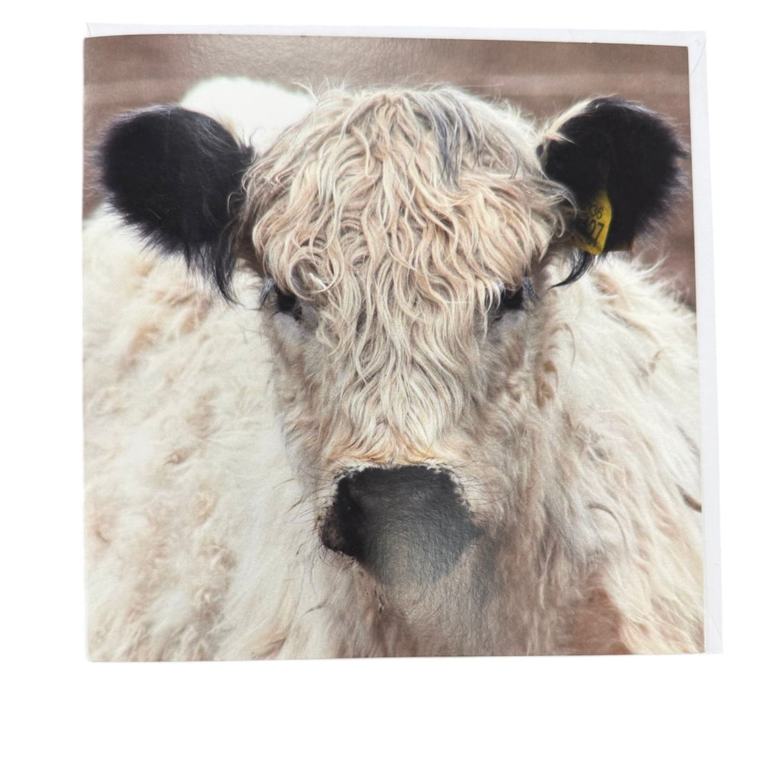 Galloway Calf