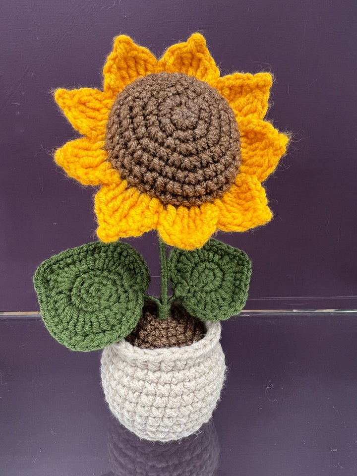 Sunflower In A Pot