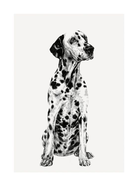 Dalmation