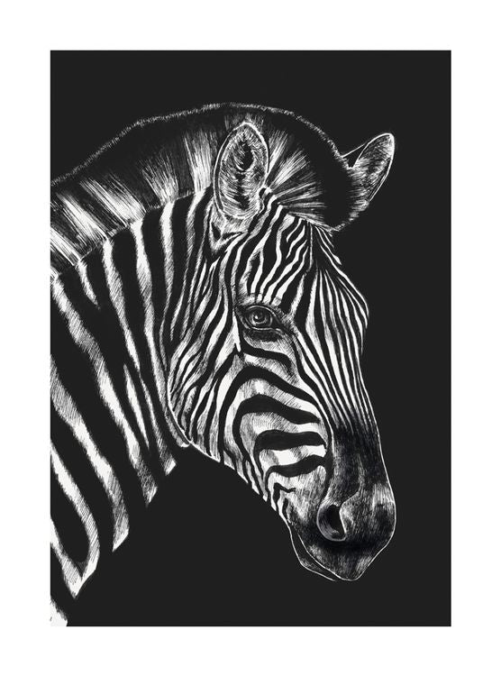 Zebra