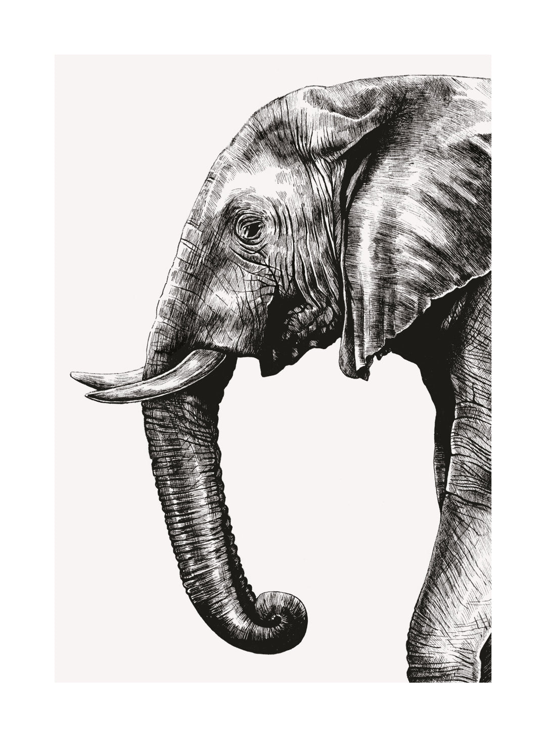 African Elephant