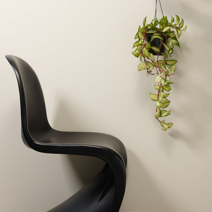 Ivory Tower - Peel & Stick Paint Sample