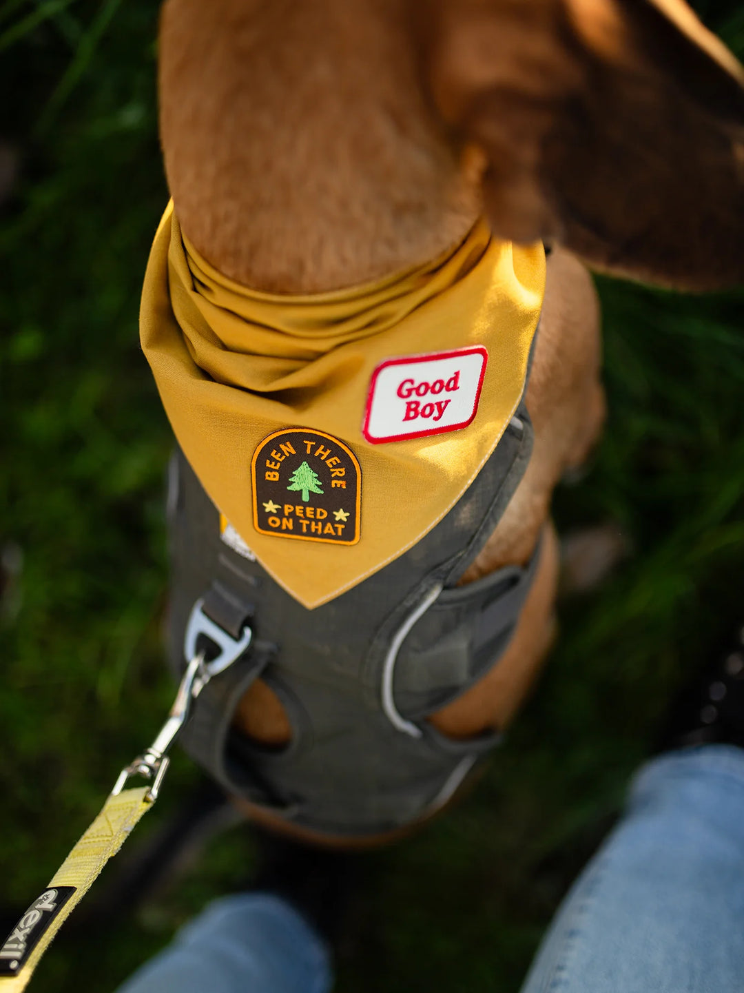 Been There Peed On That - Iron On Merit Badge For Pets