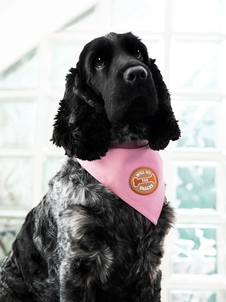 Will Sit For Snacks - Iron on Merit Badge For Pets