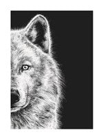 Arctic Wolf