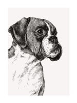 Boxer Dog