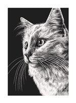 White Cat