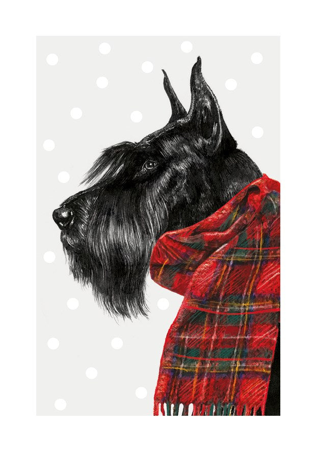 Giant Schnauzer With Tartan Scarf