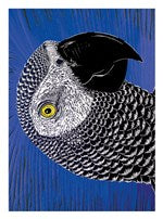 Blue Parrot