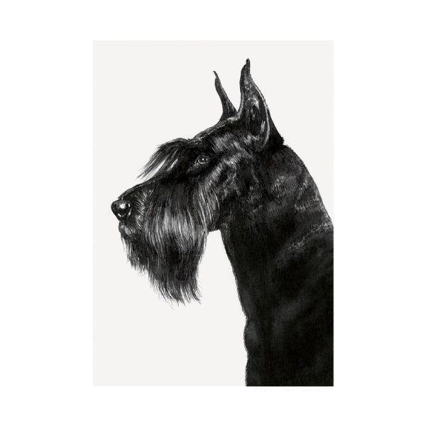 Giant Schnauzer