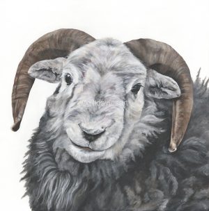 Gill Davies - Greeting Cards