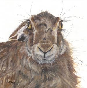 Gill Davies - Greeting Cards