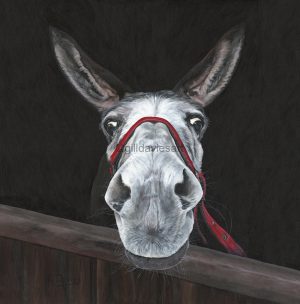 Gill Davies - Greeting Cards