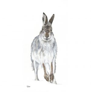 Gill Davies - Greeting Cards