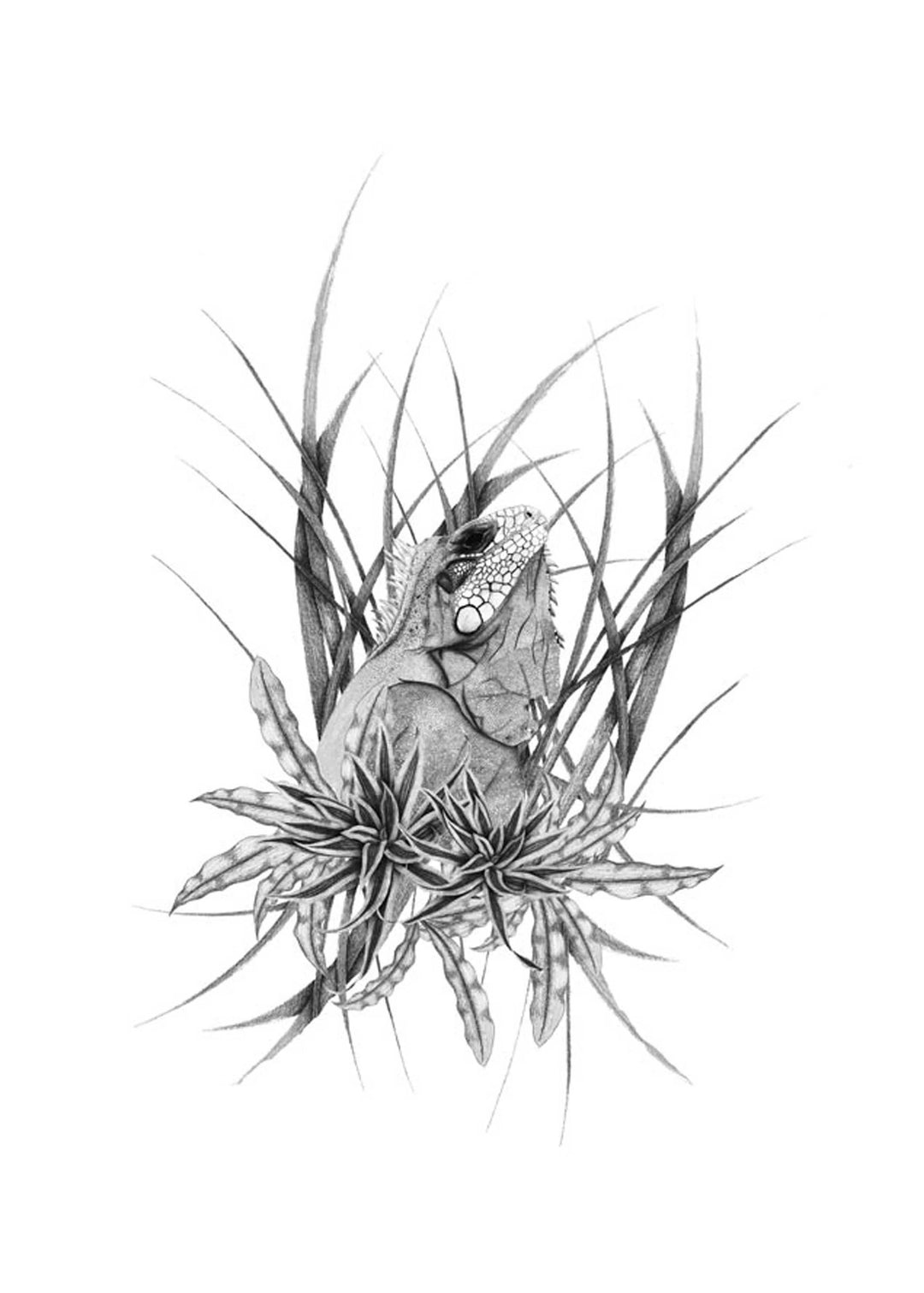 'Iguana' Pencil Drawing Limited Edition Framed Print