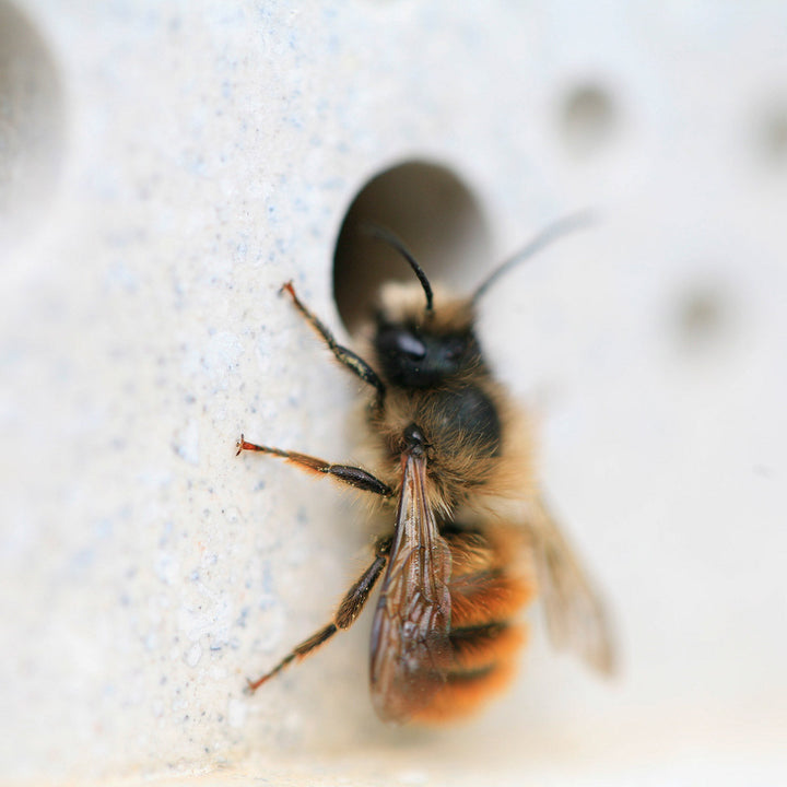 Small Bee Block -White