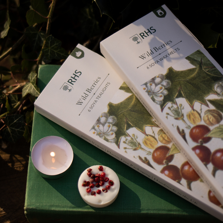 Scented Tea Lights, Pack Of 6 - RHS Heritage Wild Berries