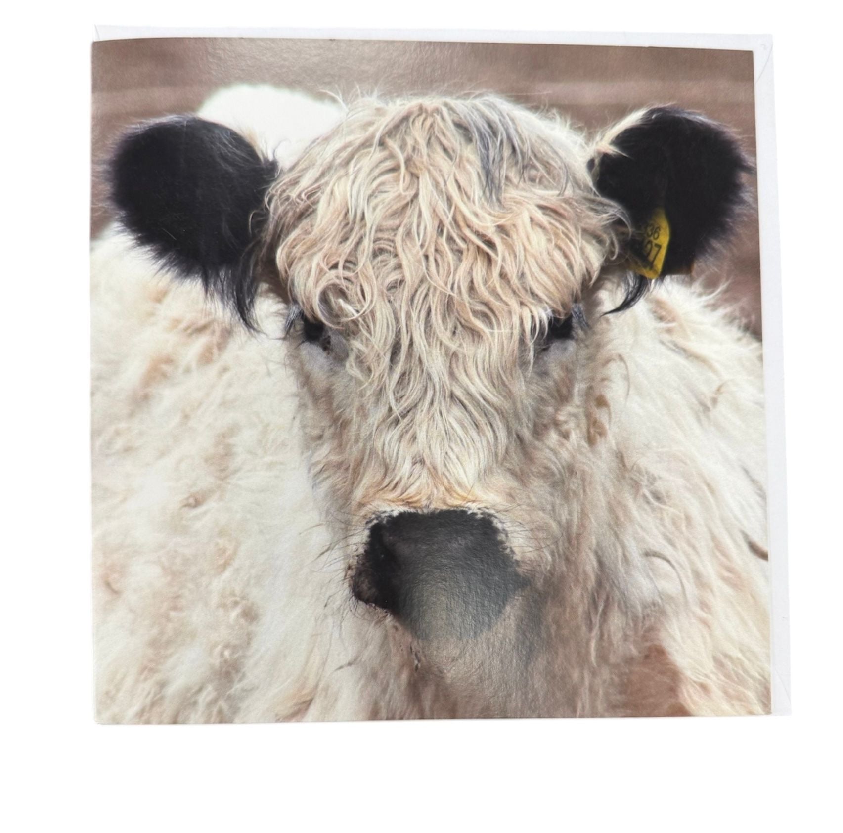 Galloway Calf