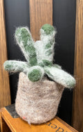 Espostoa Cactus Felt Plant