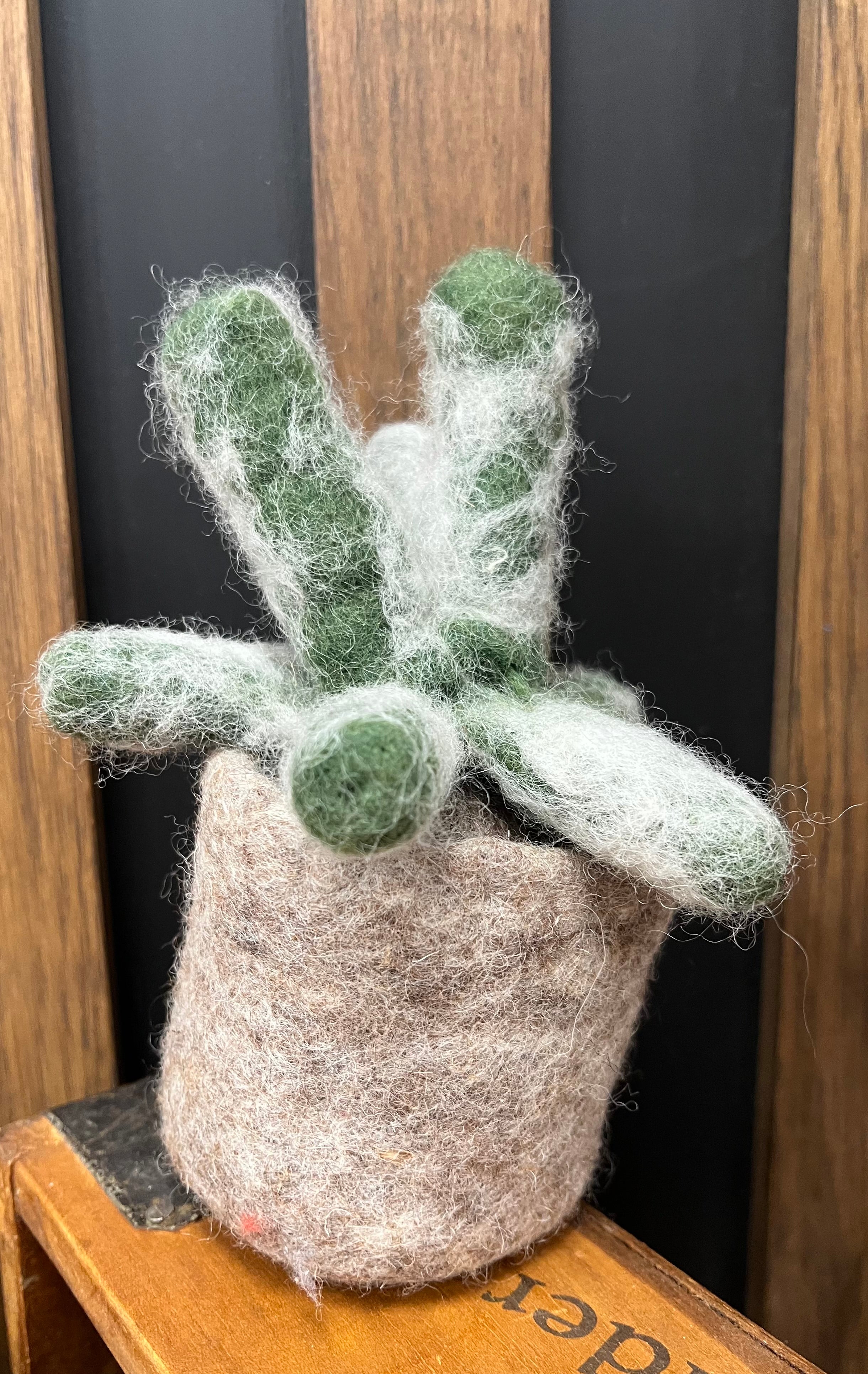 Espostoa Cactus Felt Plant