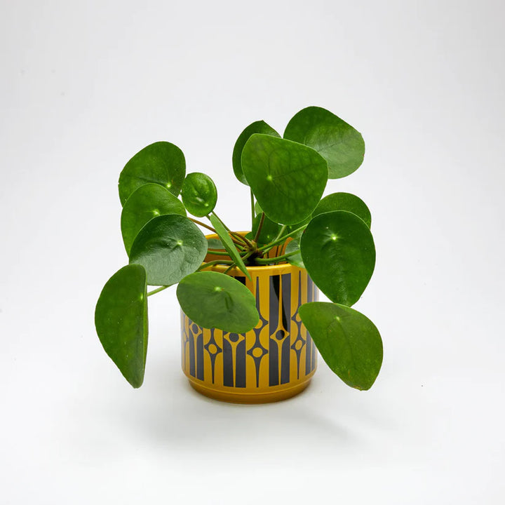 Hornsea Medium Geo Plant Pot - Chartreuse