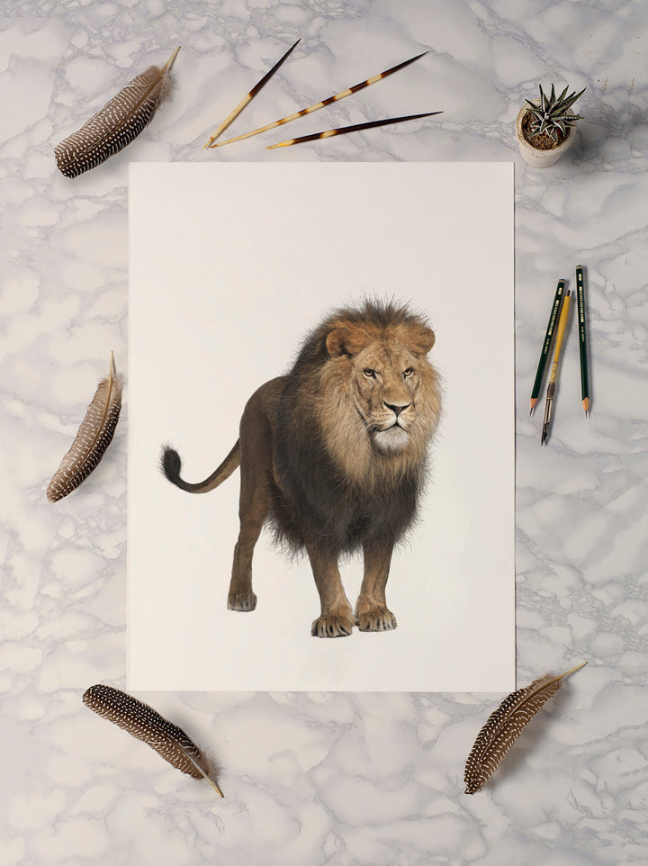 African Lion Print