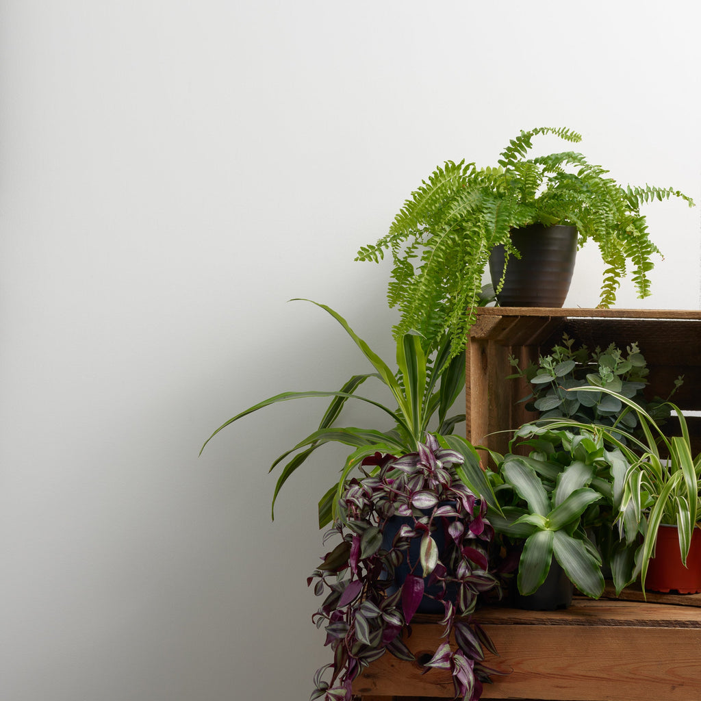 Mister A White - Peel & Stick Paint Sample