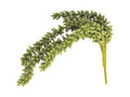 Sedum Single Stem Faux Flower - Green