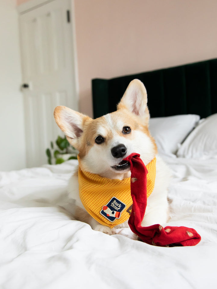 Sock Thief Iron On Merit Badge Fot Pets