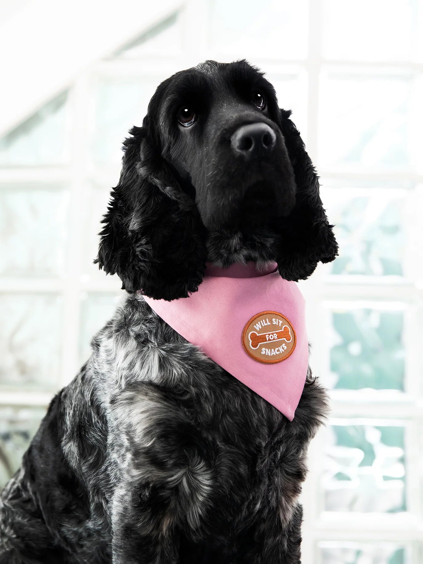 Will Sit For Snacks - Iron on Merit Badge For Pets