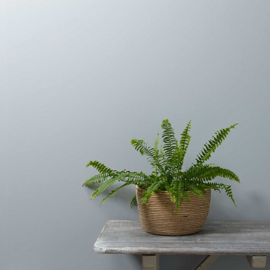 Seagull  - Peel & Stick Paint Sample