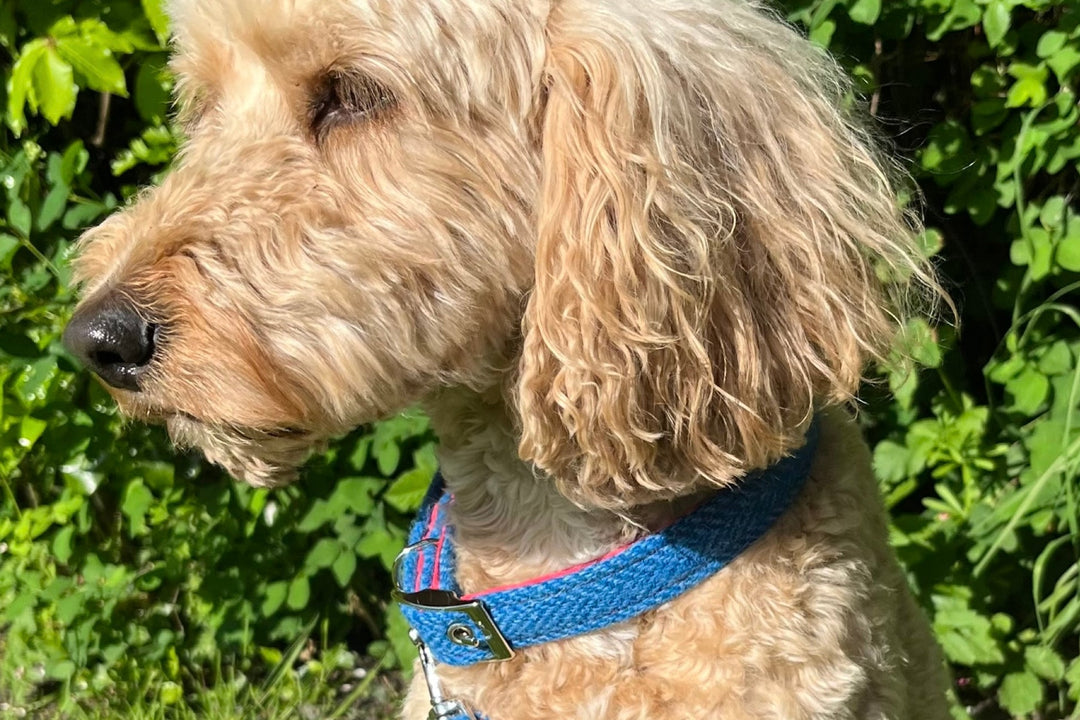 Berneray Harris Tweed Dog Collar