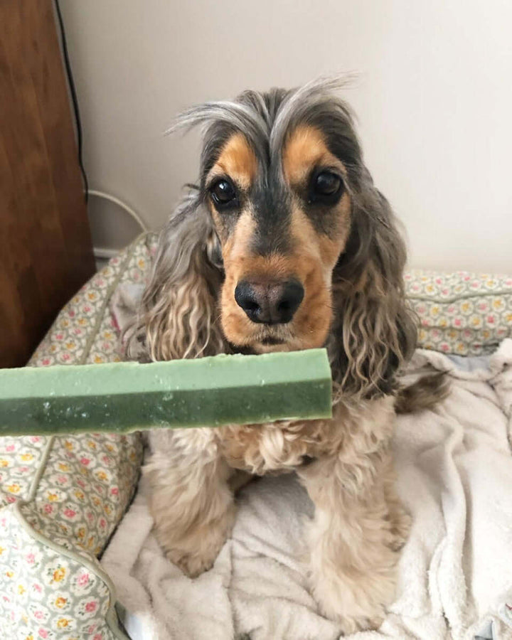 12 Fruity Fresh Fang Dog Chews