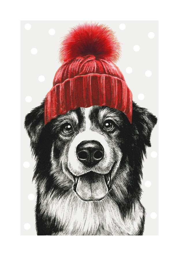Border Collie With bobble Hat