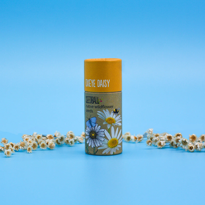 Seedball Tube - Oxeye Daisy