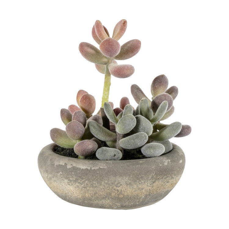 Graptoveria in Cement Bowl Large