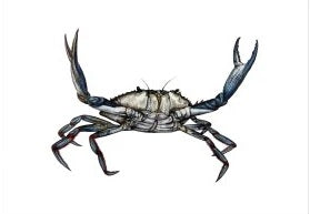 'Crabbie' Hayley Louise Crann - A4