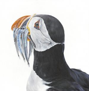 Gill Davies - Greeting Cards