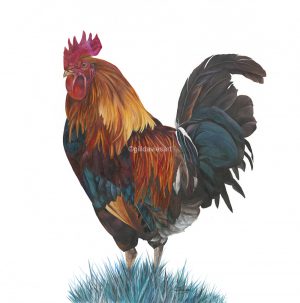 Gill Davies - Greeting Cards