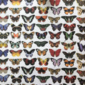 Butterfly Gift Wrap